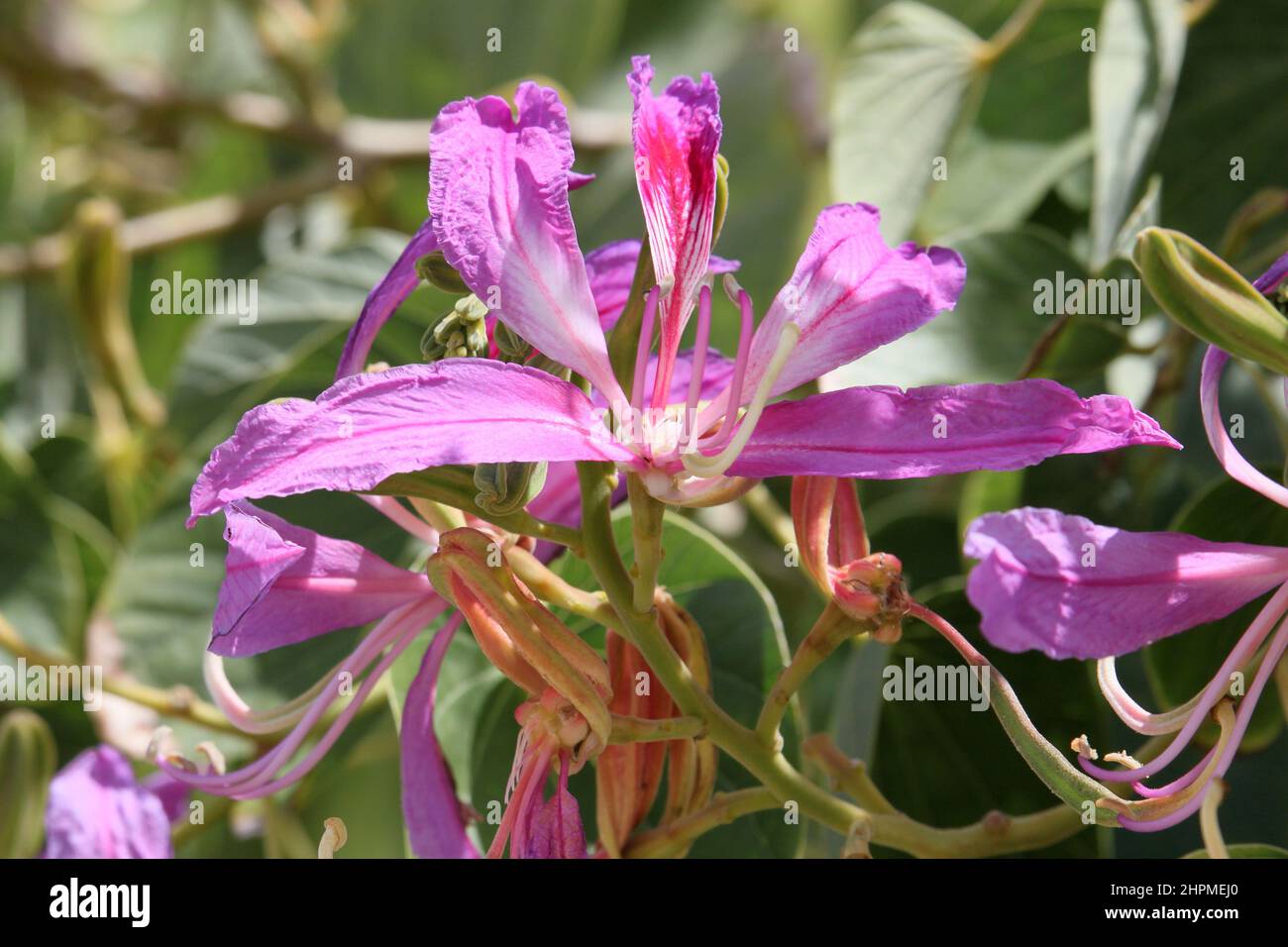 Poor Man's Orchid (Bauhinia variegata), Reduit Beach, Rodney Bay, gros Islet, Sainte-Lucie, Îles du vent, Petites Antilles, Antilles occidentales, Caraïbes Banque D'Images