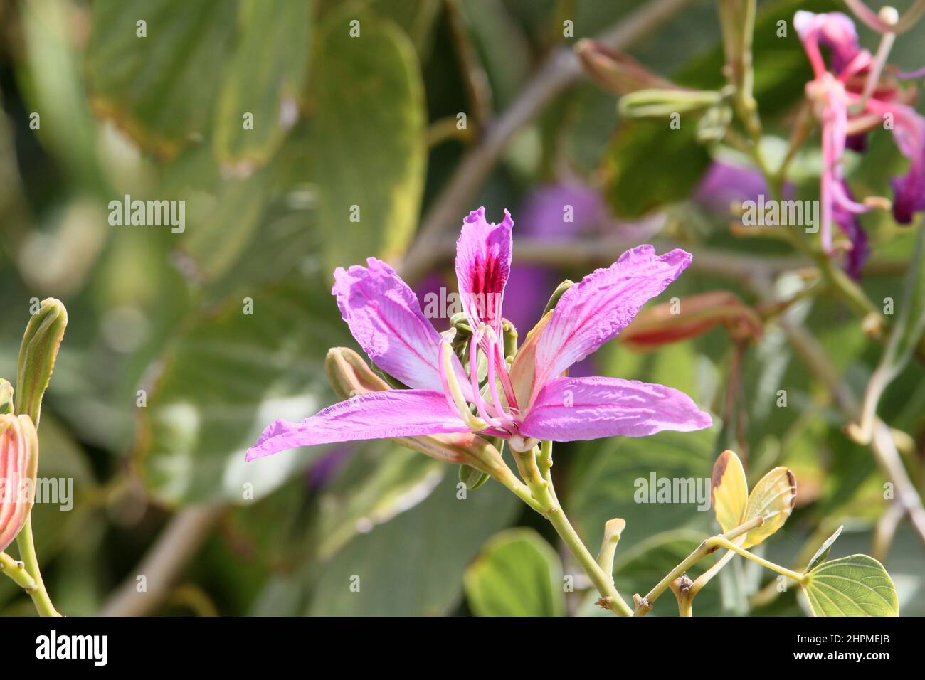 Poor Man's Orchid (Bauhinia variegata), Reduit Beach, Rodney Bay, gros Islet, Sainte-Lucie, Îles du vent, Petites Antilles, Antilles occidentales, Caraïbes Banque D'Images
