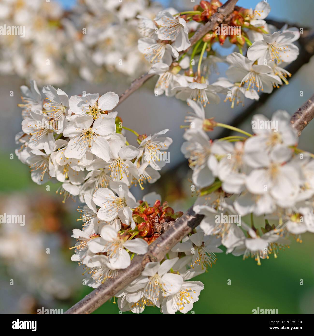 Cerisier à fleurs, Prunus avium, au printemps Banque D'Images