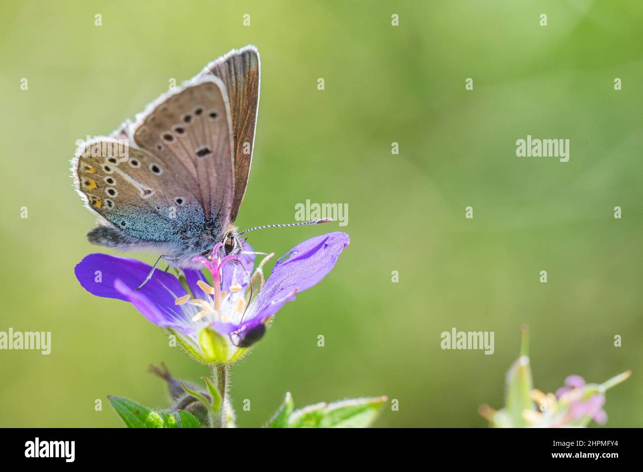 Géranium argus (Eumedonia eumedon ou Arencia eumedon). Banque D'Images
