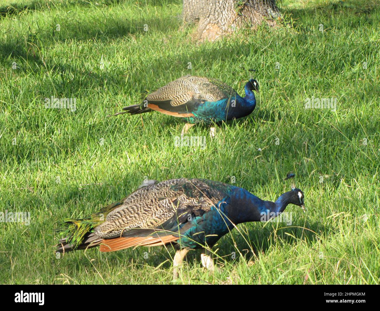 Peacock marche et mange à travers le champ naturel - Parque Lecocq en Uruguay. Banque D'Images