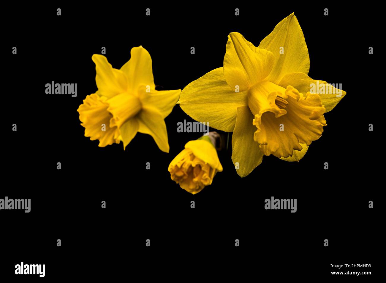 Variété hollandaise Narcissus. Une grande trompette division 1 Daffodil avec de belles fleurs jaunes d'or en serre sur fond noir Banque D'Images