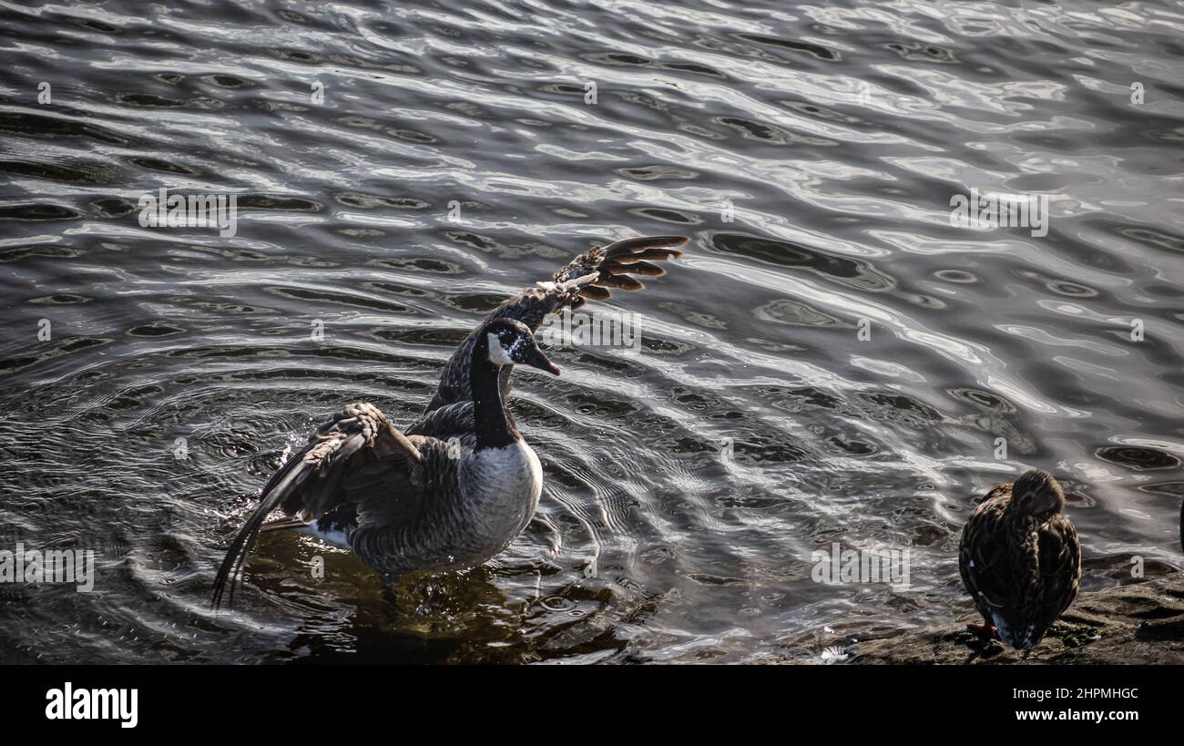 Bernache du Canada (Branta canadensis) , Bernache du Canada, qui étire ses ailes, lac Chew Valley, près de Bristol. ROYAUME-UNI Banque D'Images