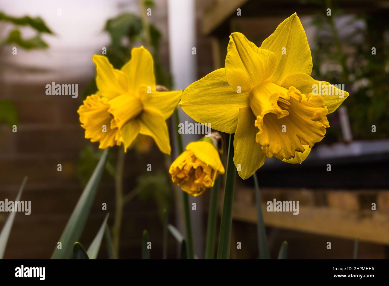 Variété hollandaise Narcissus. Une grande trompette division 1 Daffodil avec de belles fleurs jaunes d'or en serre comme un fond flou Banque D'Images