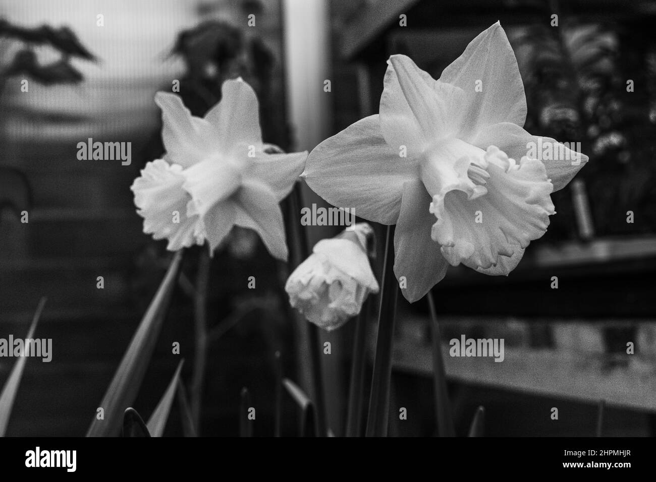 Variété hollandaise Narcissus. Une grande trompette division 1 Daffodil en monochrome avec de belles fleurs en serre comme un fond flou Banque D'Images
