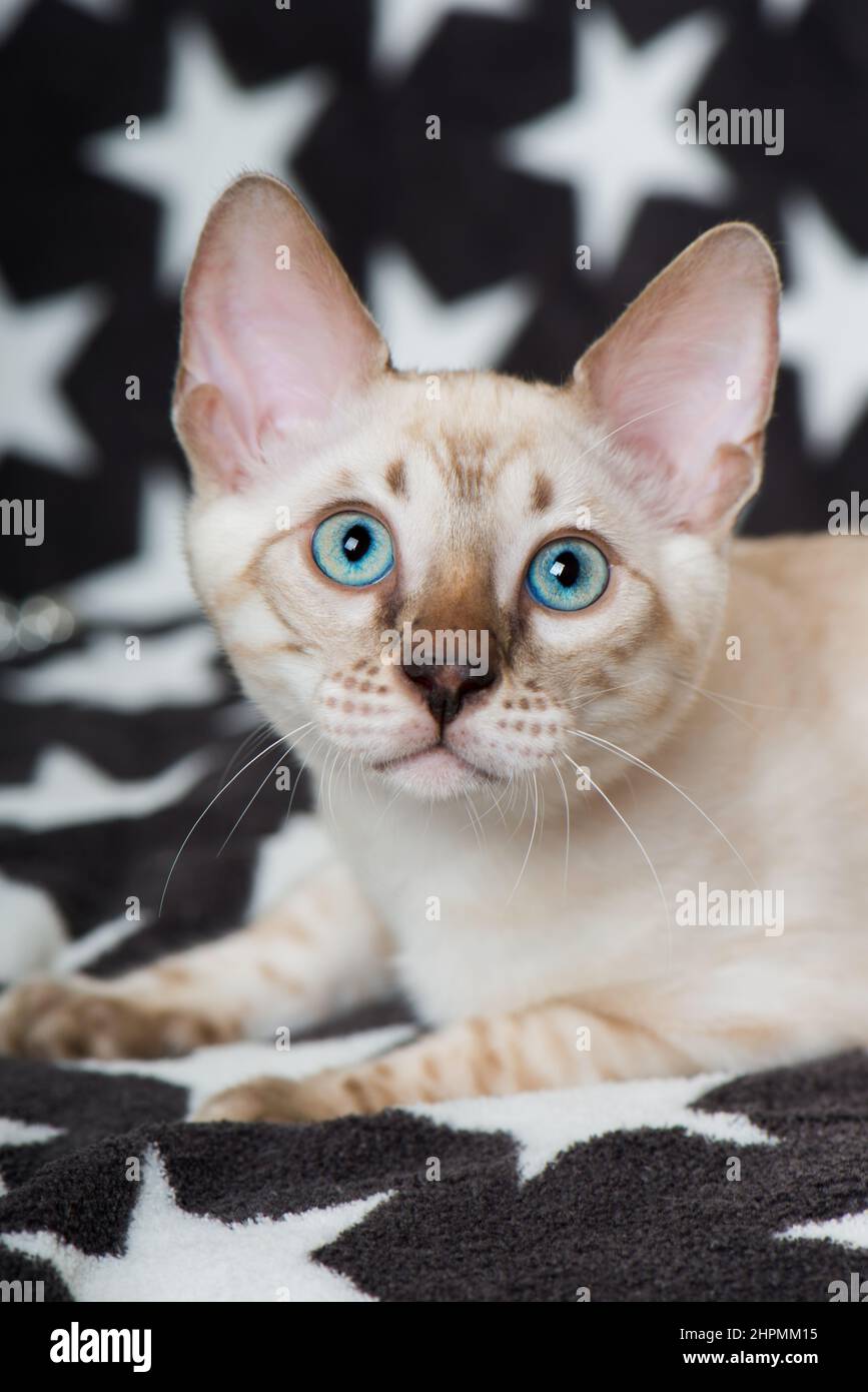 Chat Bengale allongé sur une couverture Banque D'Images
