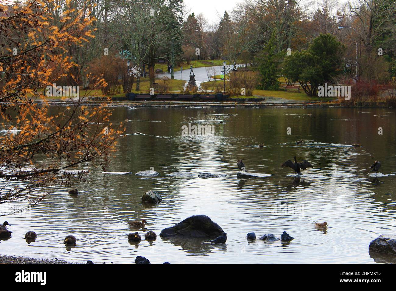 Canards et pigeons dans et autour de l'étang, Bowring Park, St. John's, T.-N.-L., automne. Statue de Peter Pan en arrière-plan créée par Sir George Frampton 1925. Banque D'Images