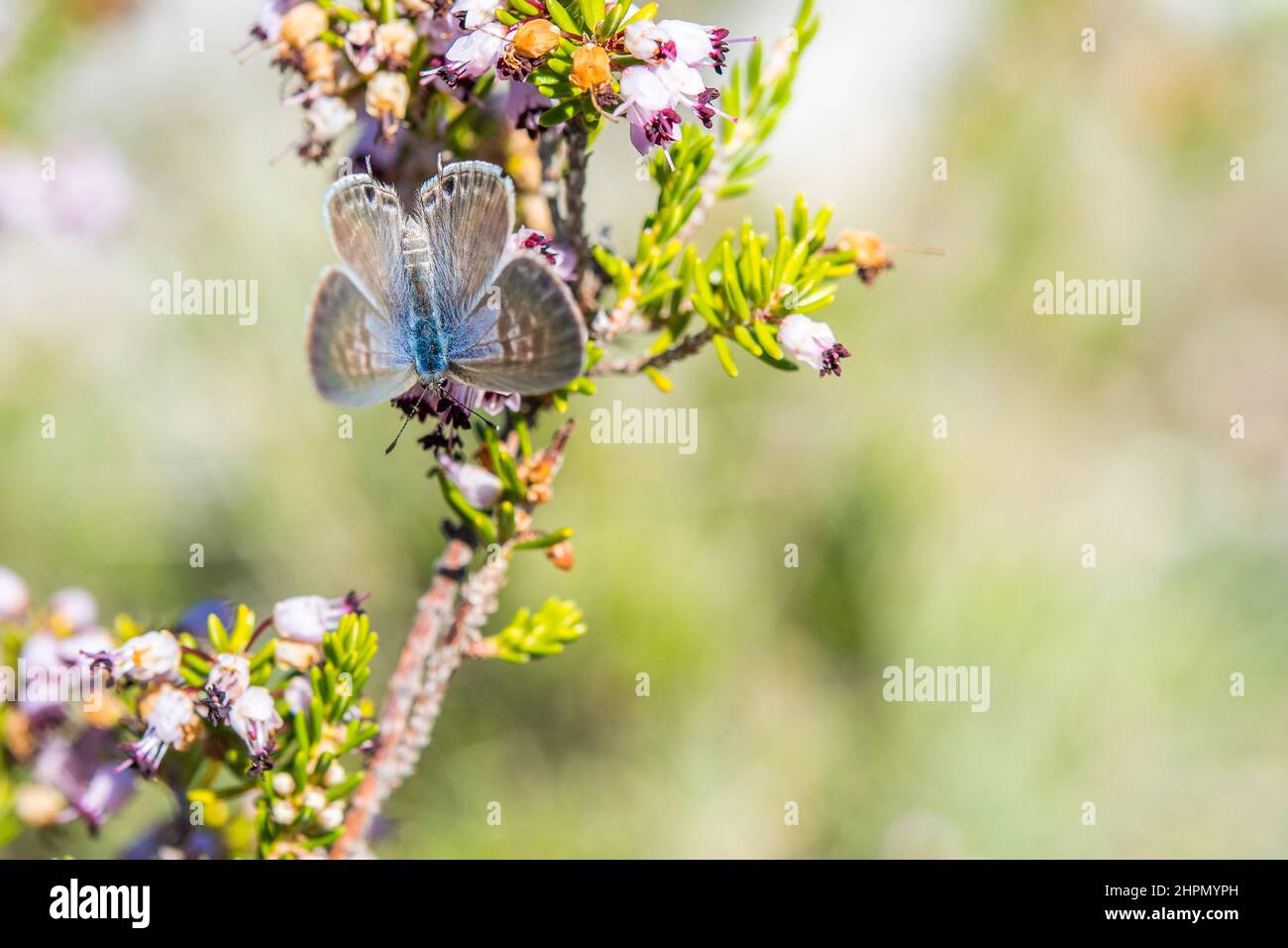 Leptotes pirithous, le bleu à queue courte ou le bleu zébré commun de Lang, est un papillon de la famille des Lycaenidae. Banque D'Images