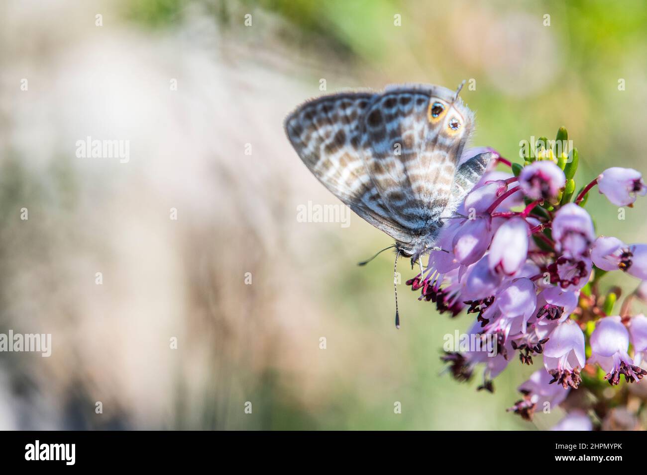 Leptotes pirithous, le bleu à queue courte ou le bleu zébré commun de Lang, est un papillon de la famille des Lycaenidae. Banque D'Images