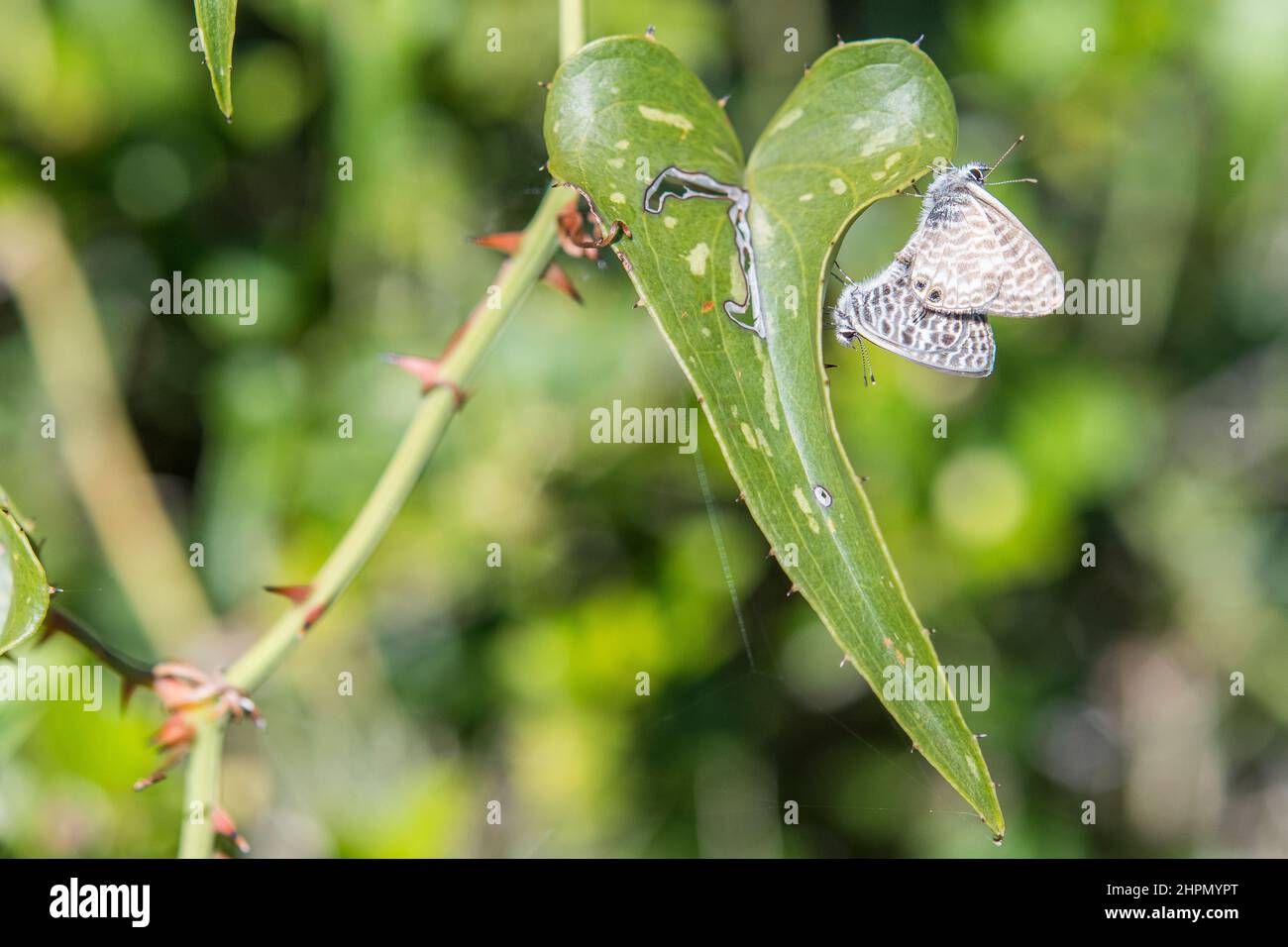 Leptotes pirithous, le bleu à queue courte ou le bleu zébré commun de Lang, est un papillon de la famille des Lycaenidae. Banque D'Images