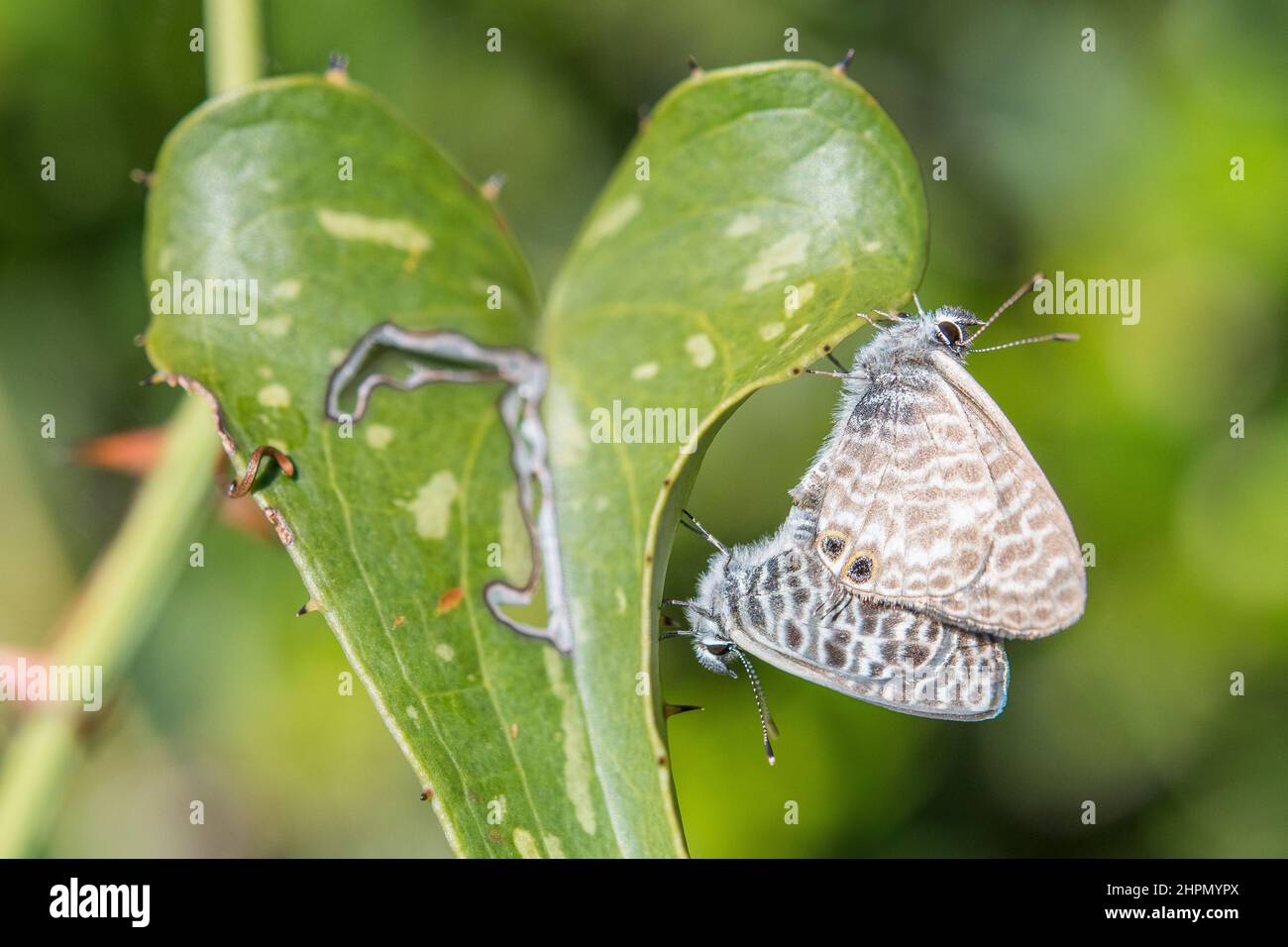 Leptotes pirithous, le bleu à queue courte ou le bleu zébré commun de Lang, est un papillon de la famille des Lycaenidae. Banque D'Images