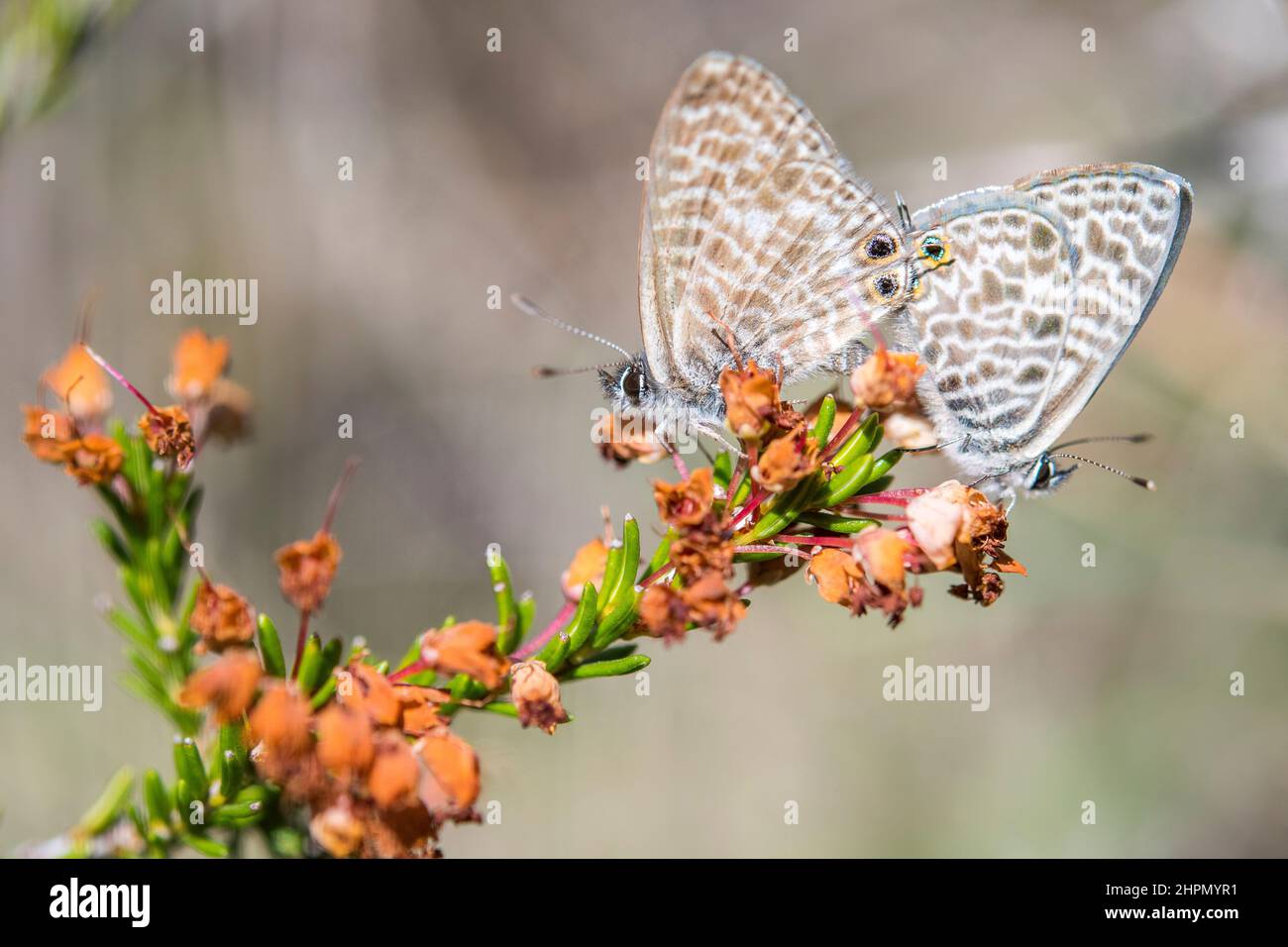 Leptotes pirithous, le bleu à queue courte ou le bleu zébré commun de Lang, est un papillon de la famille des Lycaenidae. Banque D'Images