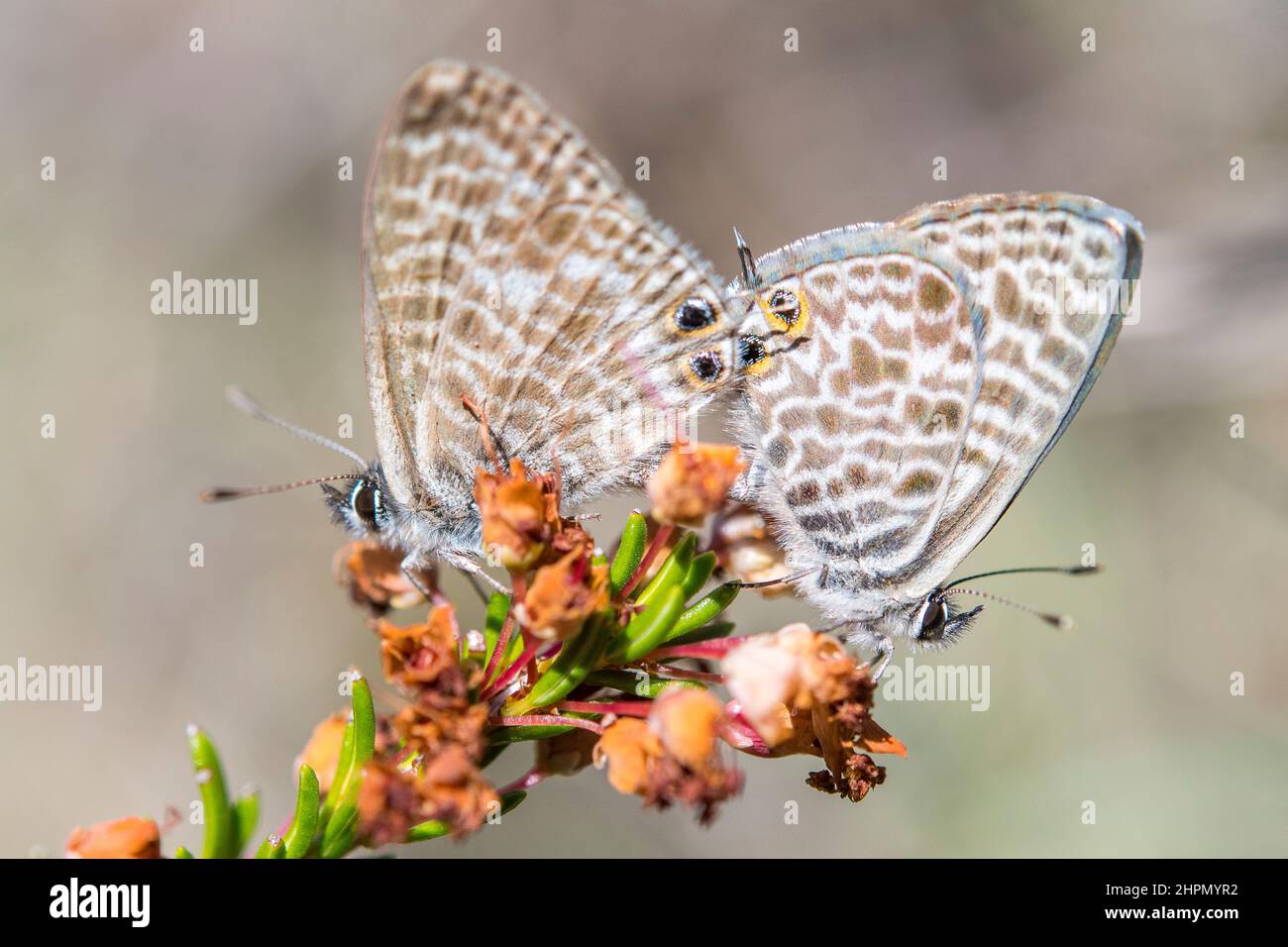 Leptotes pirithous, le bleu à queue courte ou le bleu zébré commun de Lang, est un papillon de la famille des Lycaenidae. Banque D'Images