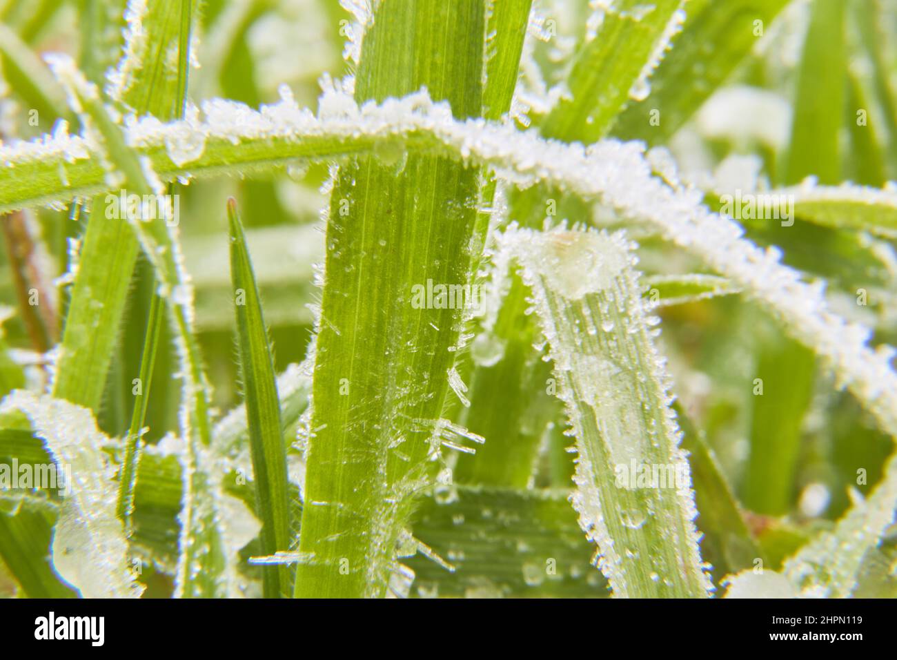 Macro photographie de l'herbe avec le gel.Mise au point sélective.Photographie horizontale. Banque D'Images