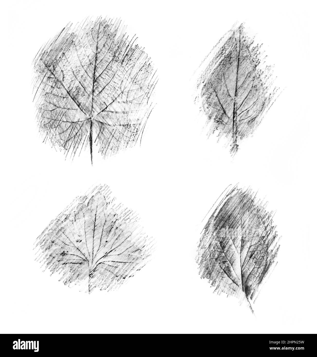 Illustration de dessins de crayon de contour dans différentes formes de feuilles sur fond blanc. Banque D'Images