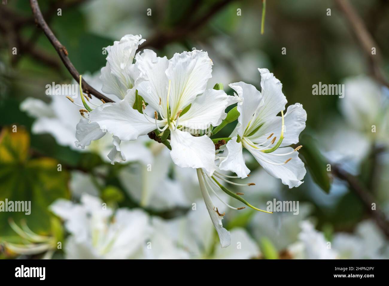 Gros plan des fleurs d'orchidées blanches (Bauhinia variegata var. Candida) - Floride, États-Unis Banque D'Images