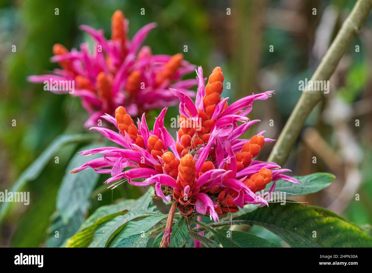 Plante de crevettes orange alias Coral aphelandra (Aphelandra sinclairiana) - Floride, Etats-Unis Banque D'Images