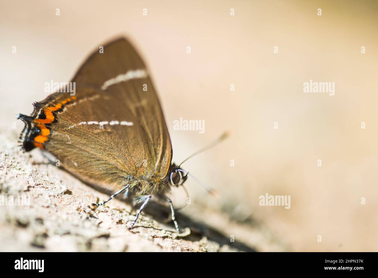 Le satyrium W-album est un papillon de la famille des Lycaenidae. Banque D'Images