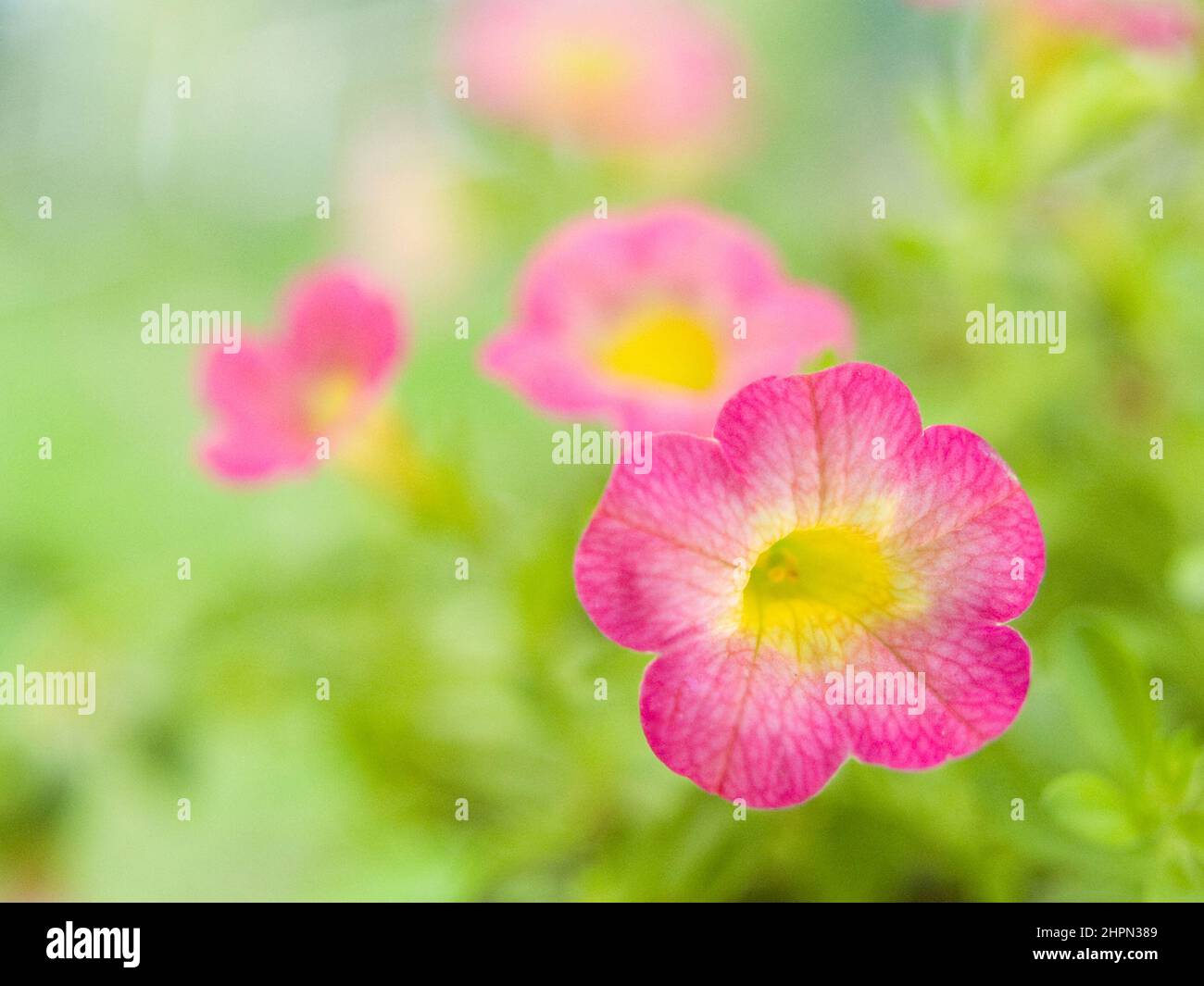 Fleurs Calibrachoa Sweet Tart. Banque D'Images