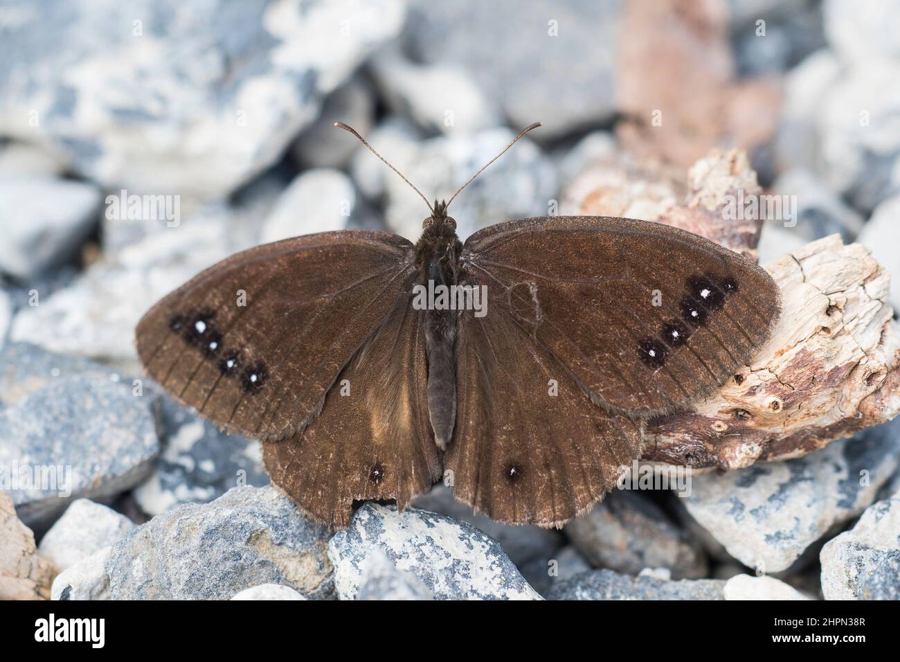 Satyrus ferula, le grand satyr de la sucette, est un papillon de la famille des Nymphalidae, mâle. Banque D'Images