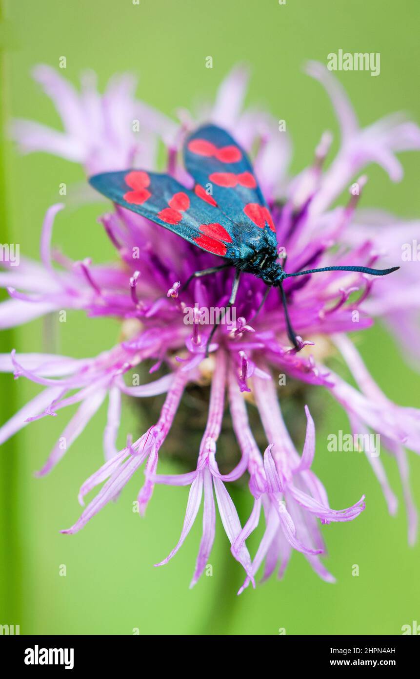 Le burnett (Zygaena filipendulae) est un papillon de la famille des Zygaenidae. Banque D'Images