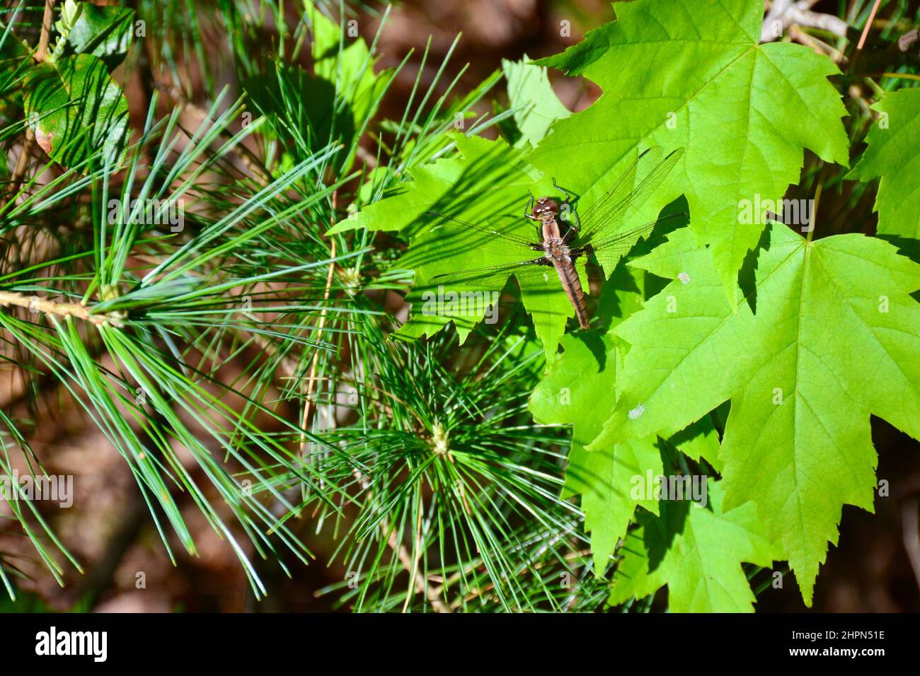 Grande libellule brune perchée sur une feuille d'érable verte le long d'un sentier de randonnée au parc Algonquin au printemps Banque D'Images