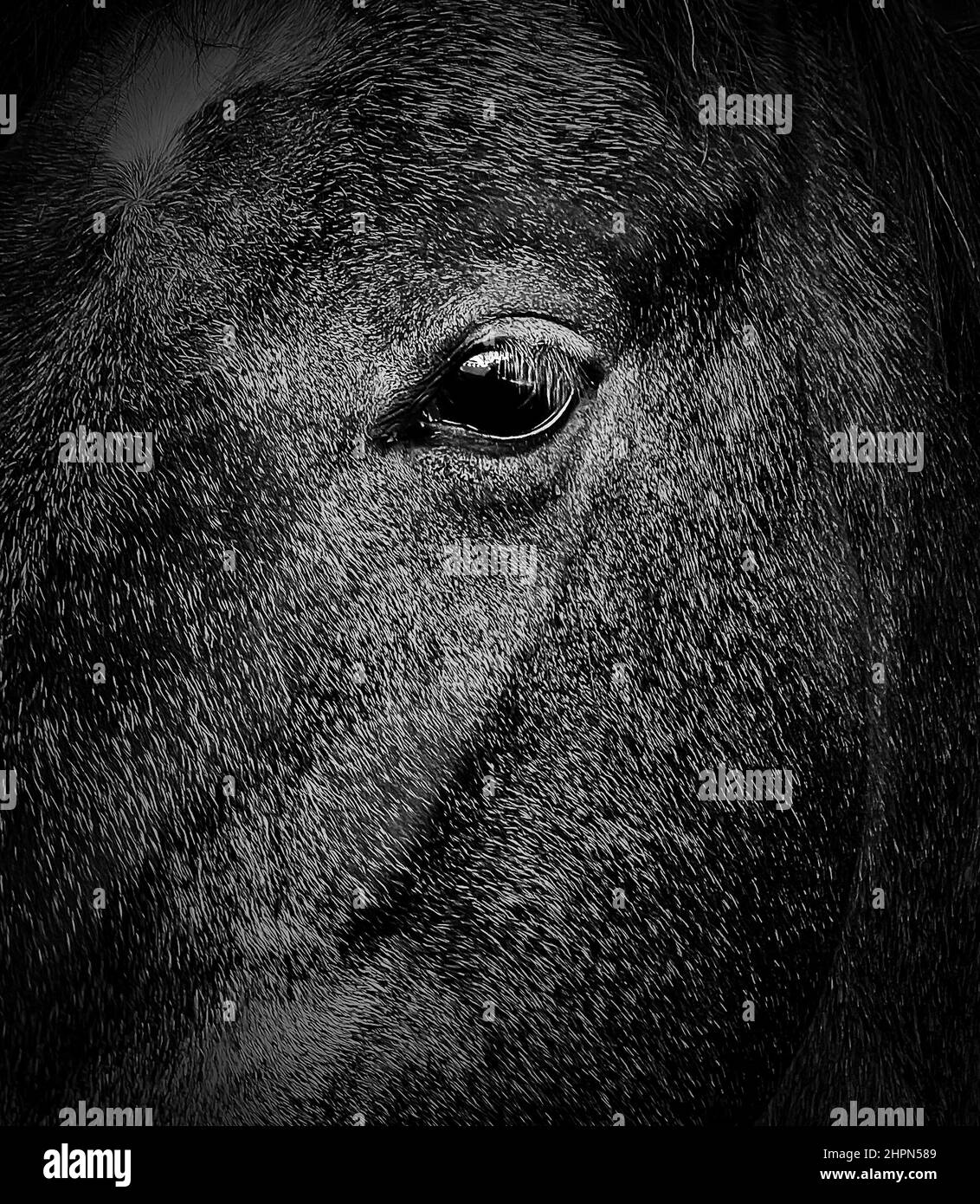 BW Horse II Banque D'Images