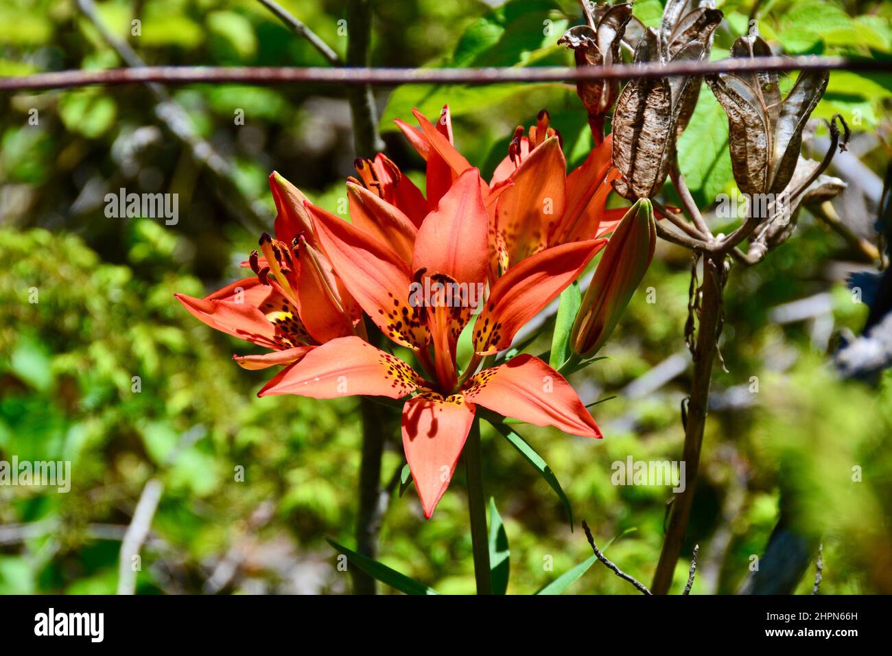 Groupe de fleurs de nénuphars orange vif qui fleurissent le long du sentier près de la rivière Bonnechery au printemps Banque D'Images