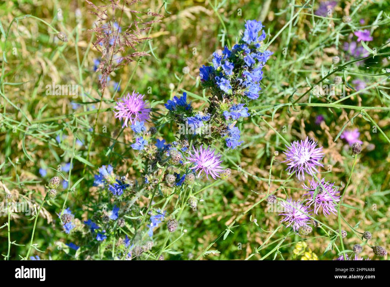Gros plan de fleurs sauvages roses et bleues qui fleurissent au parc Tommy Thompson en été Banque D'Images