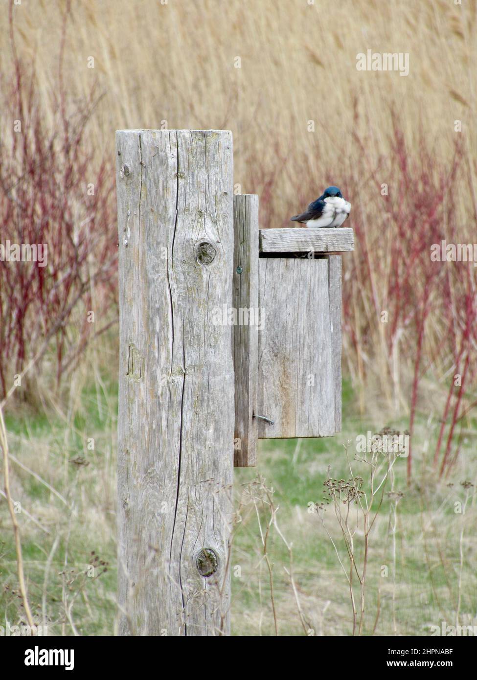 La couvée d'arbres (Tachycineta bicolor) perchée au-dessus d'une cabane à oiseaux en bois au printemps Banque D'Images
