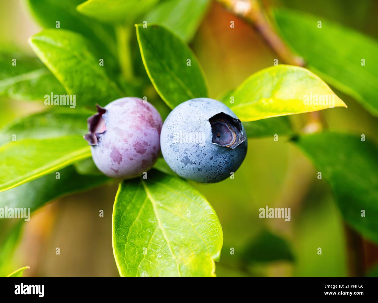 Bleuets mûrs (Vaccinium corymbosum) dans un jardin fait maison. Bouquet frais de fruits naturels poussant sur la branche de la ferme. Gros plan. Agriculture biologique, saine Banque D'Images