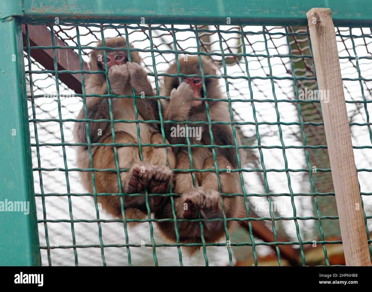 magnifique petit singe assis sur un bol et mange de la nourriture Banque D'Images