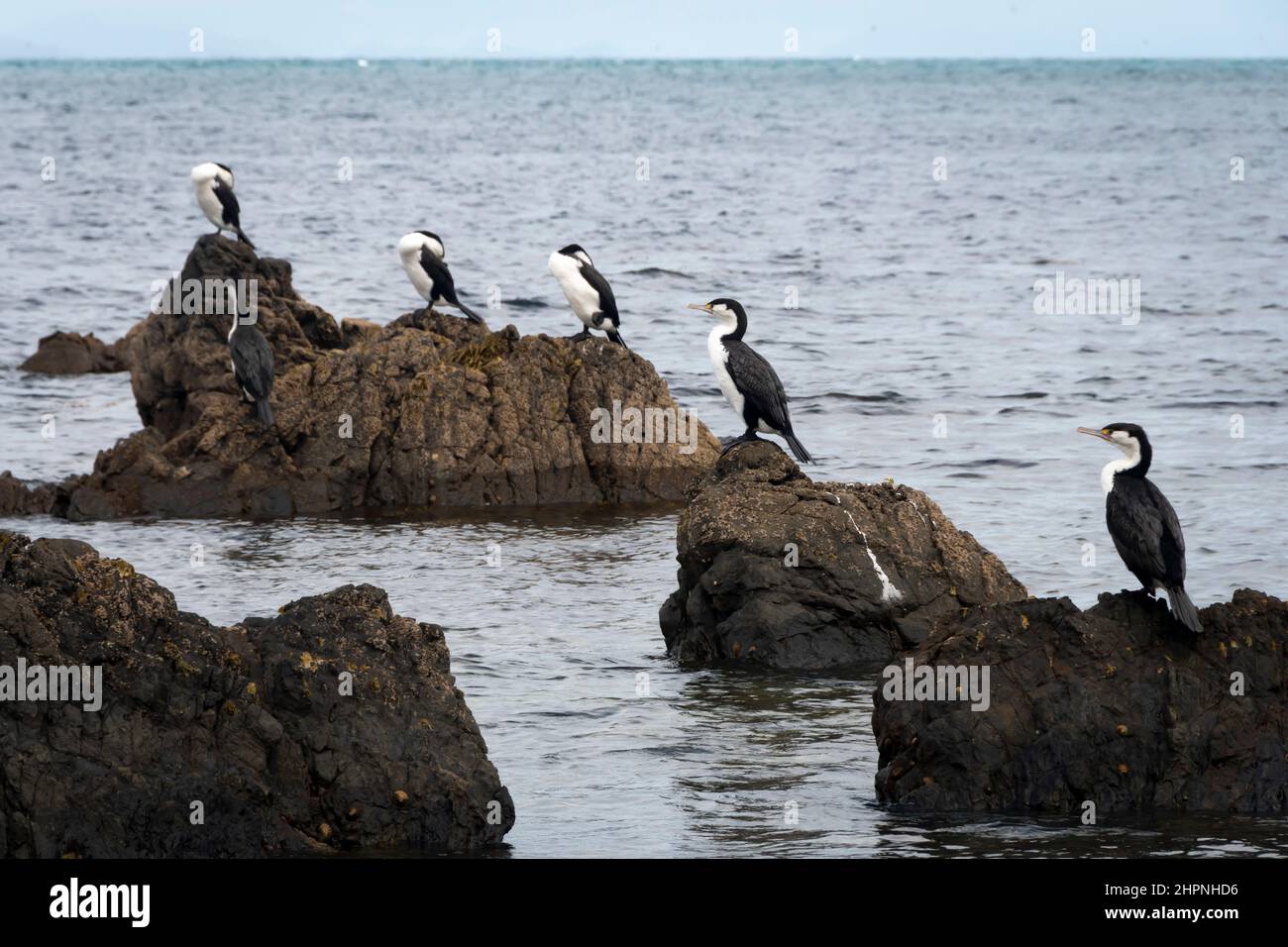 Cerfs-piens, Cormorants, sur des rochers près de la baie de Titahi, Wellington, Île du Nord, Nouvelle-Zélande Banque D'Images