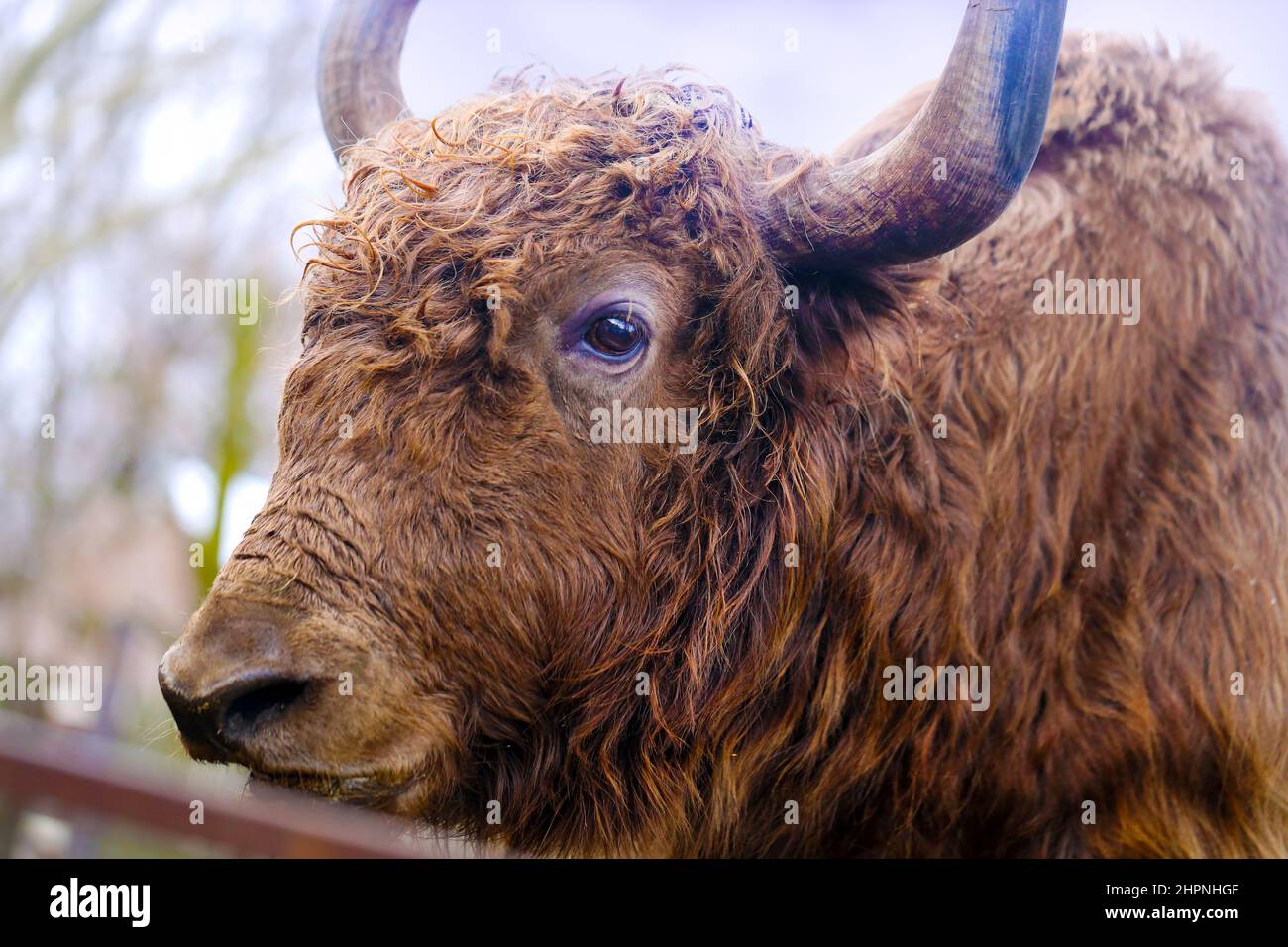 Beau portrait d'un grand mammifère de Yak artiodactyl animal de vache du genre de taureaux réels Banque D'Images