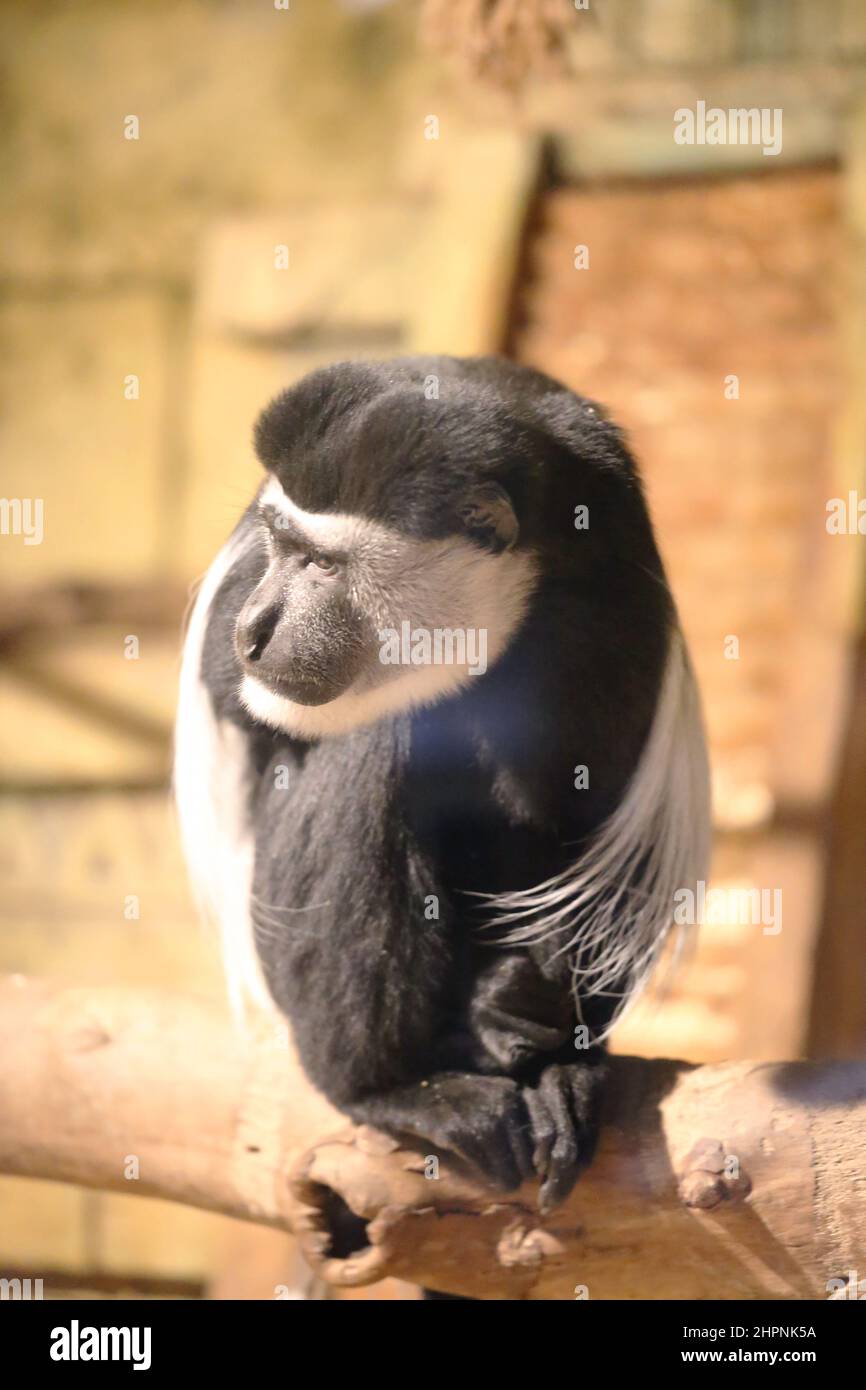 magnifique petit singe assis sur un bol et mange de la nourriture Banque D'Images