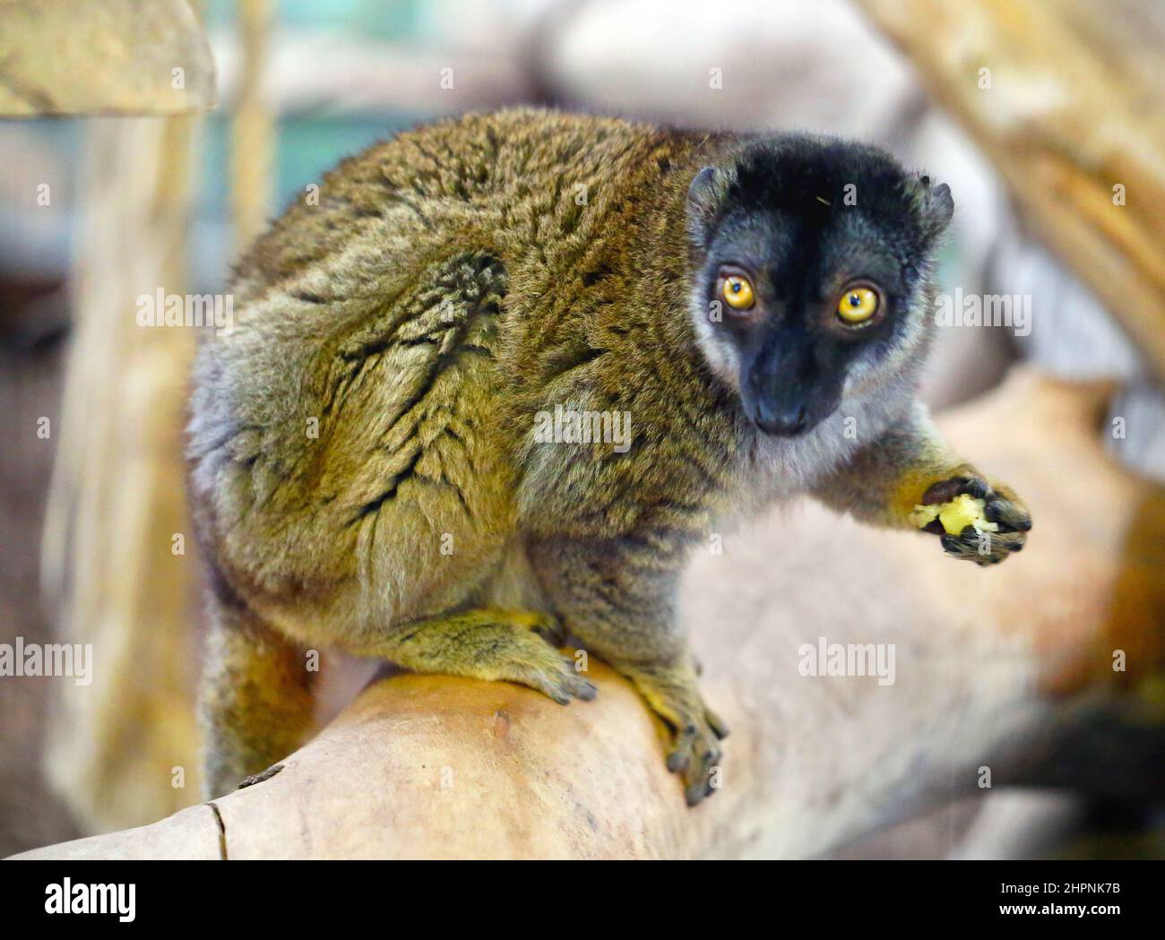 un bel animal de lémuriens se trouve sur une branche et tient la nourriture dans sa patte Banque D'Images