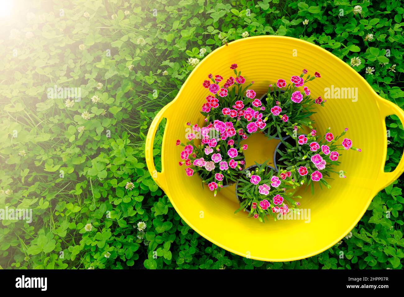 Fleurs roses géraniums dans un panier jaune en trèfle vert.vue de dessus.fleurs de jardin.fleurs vivaces de printemps Banque D'Images