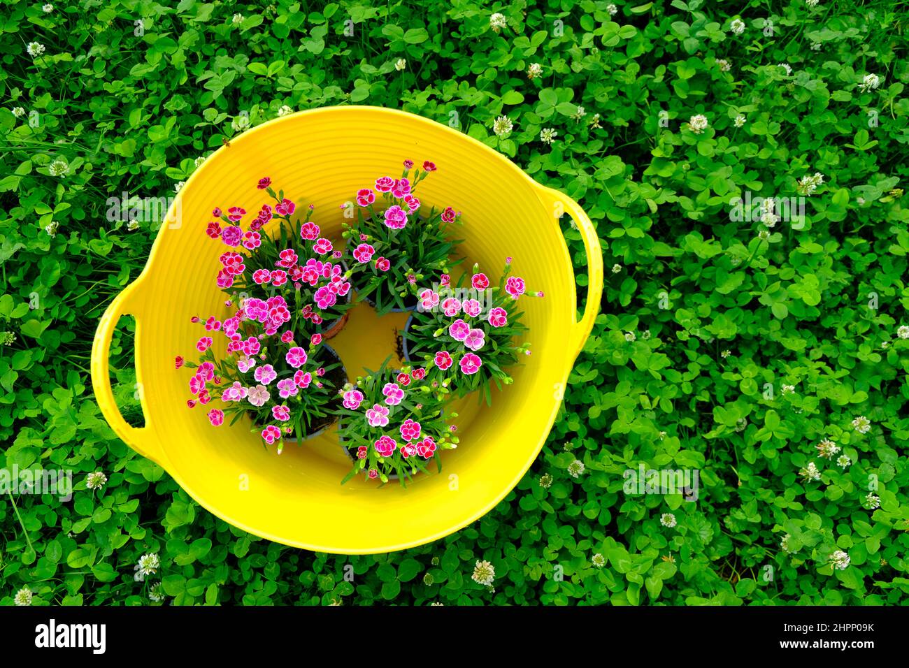 Géranium fleurs roses dans un panier jaune dans le trèfle vert.fleurs de jardin.fleurs vivaces de printemps Banque D'Images