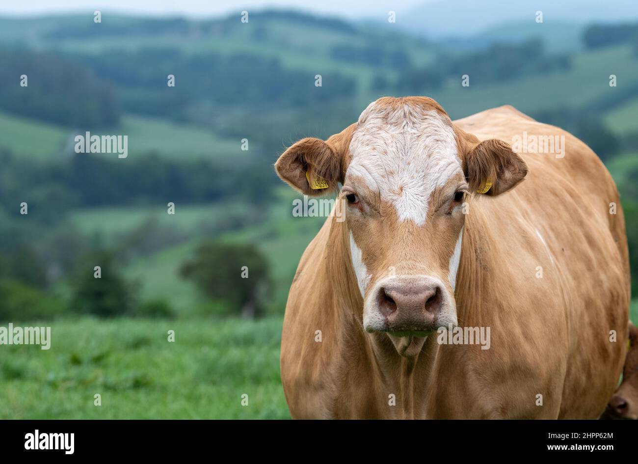 Vache de bœuf Simmnetal de race croisée dans un pâturage d'Upland, Scottish Borders, Royaume-Uni. Banque D'Images