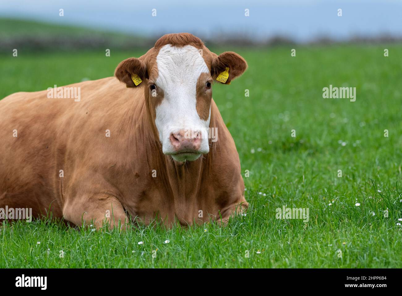 La vache blanche s'assit dans un pâturage, en Écosse, au Royaume-Uni. Banque D'Images