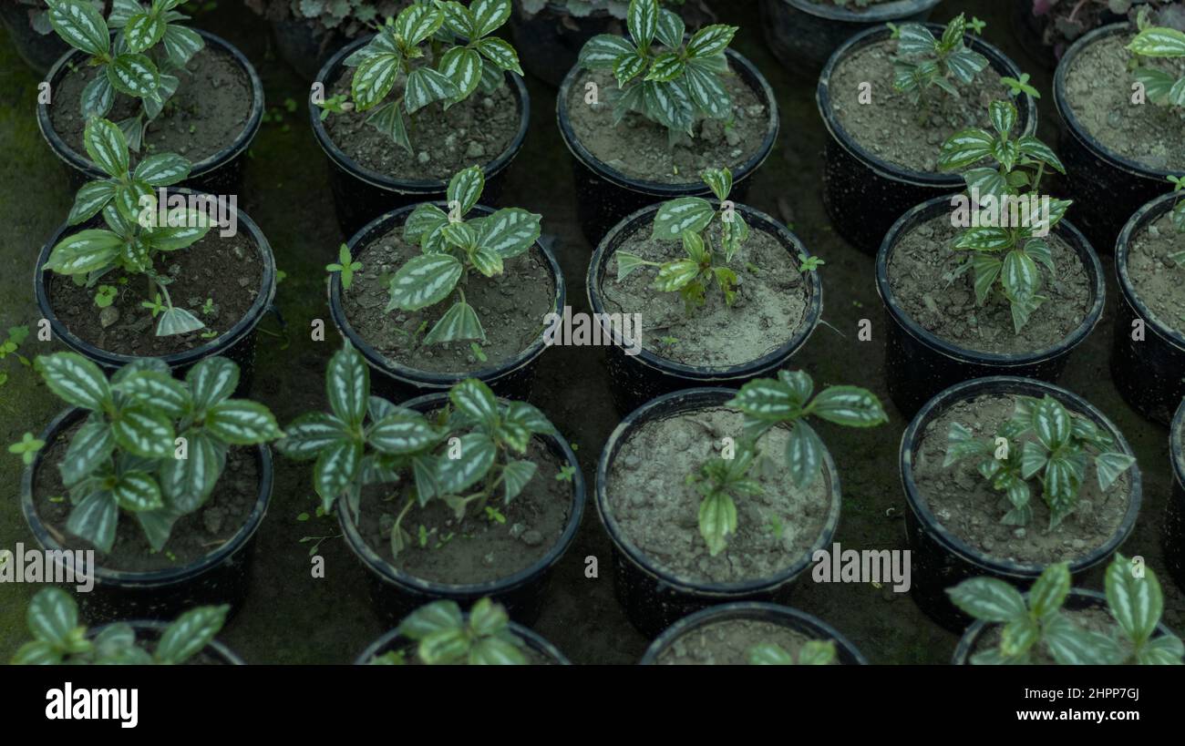 Pilea cadieri aluminium petites plantes en pots Banque D'Images