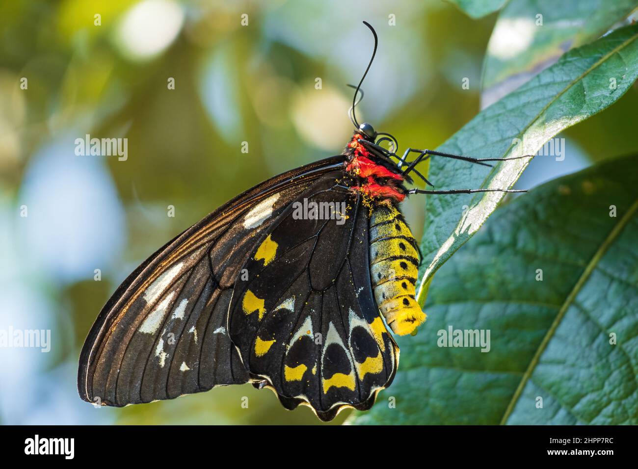 Papillon à ailes d'oiseaux de Cairns femelle (Euphorion d'Ornithoptera) Banque D'Images