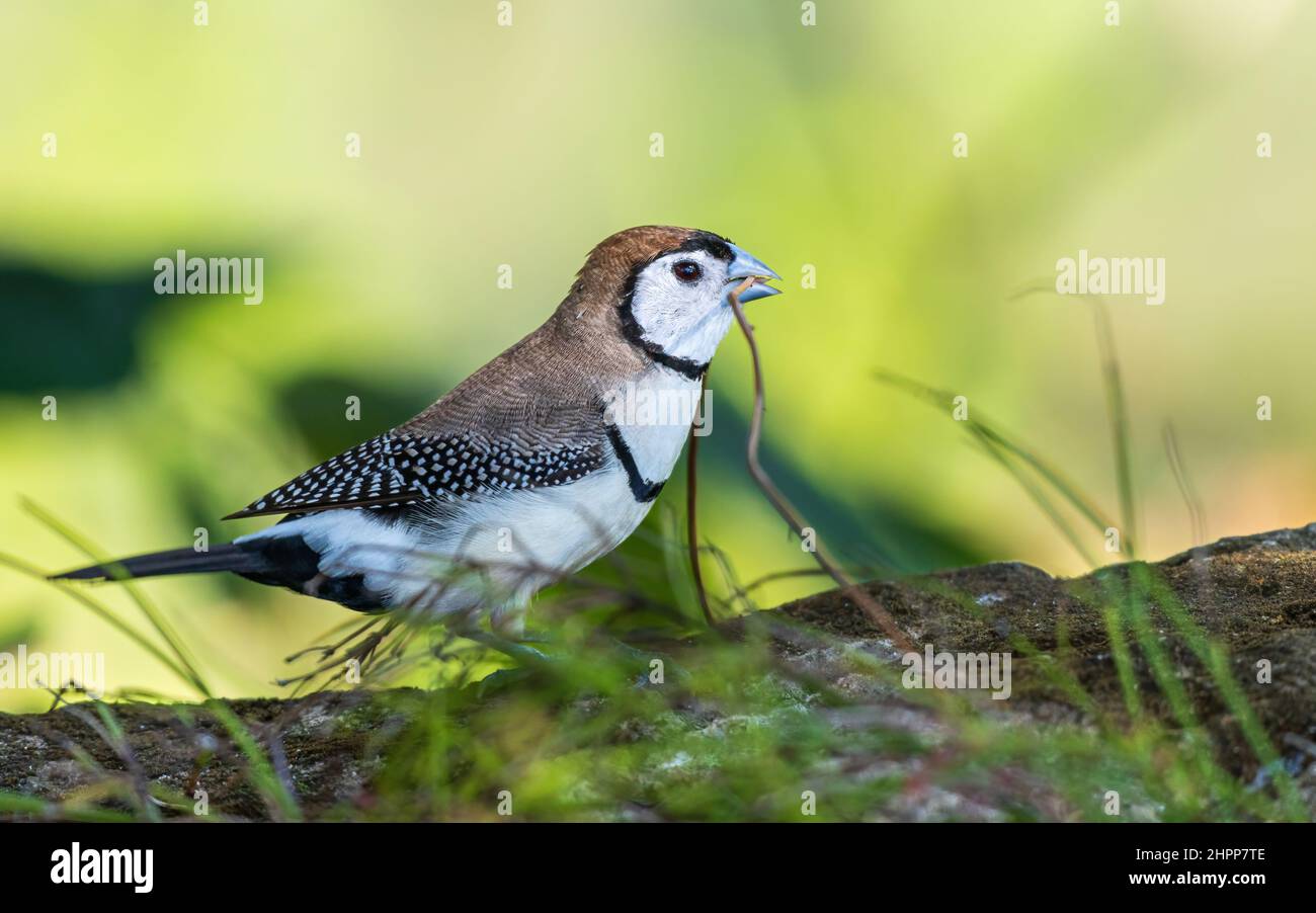 finch à double barré (Stizoptera bichenovii) transportant la branche Banque D'Images
