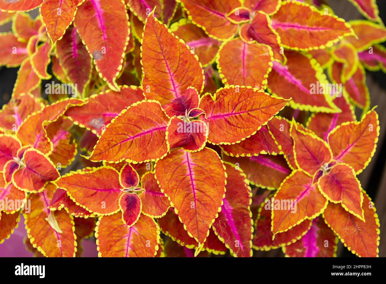 Coleus Mme Pilkingron Banque D'Images