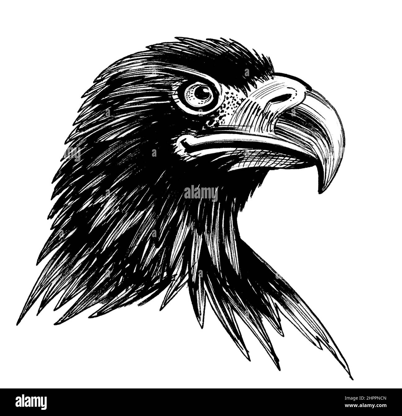 Tête d'oiseau de l'aigle. Dessin noir et blanc Encre Banque D'Images