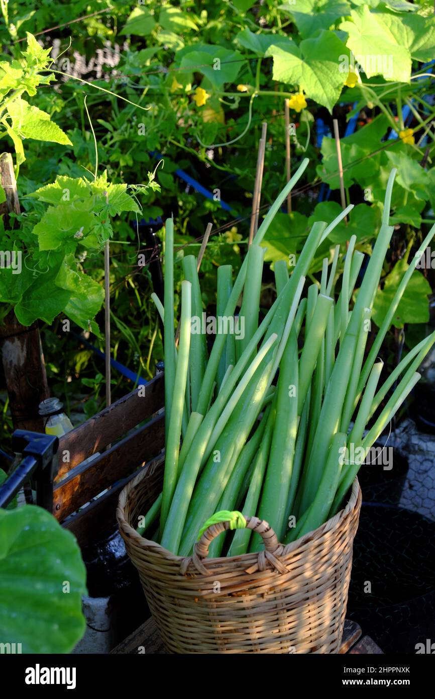 Panier de Colocasia gigantea juste la récolte de la ville jardin sur le toit à Ho Chi Minh ville, Vietnam, est l'ingrédient alimentaire pour beaucoup de plats Banque D'Images