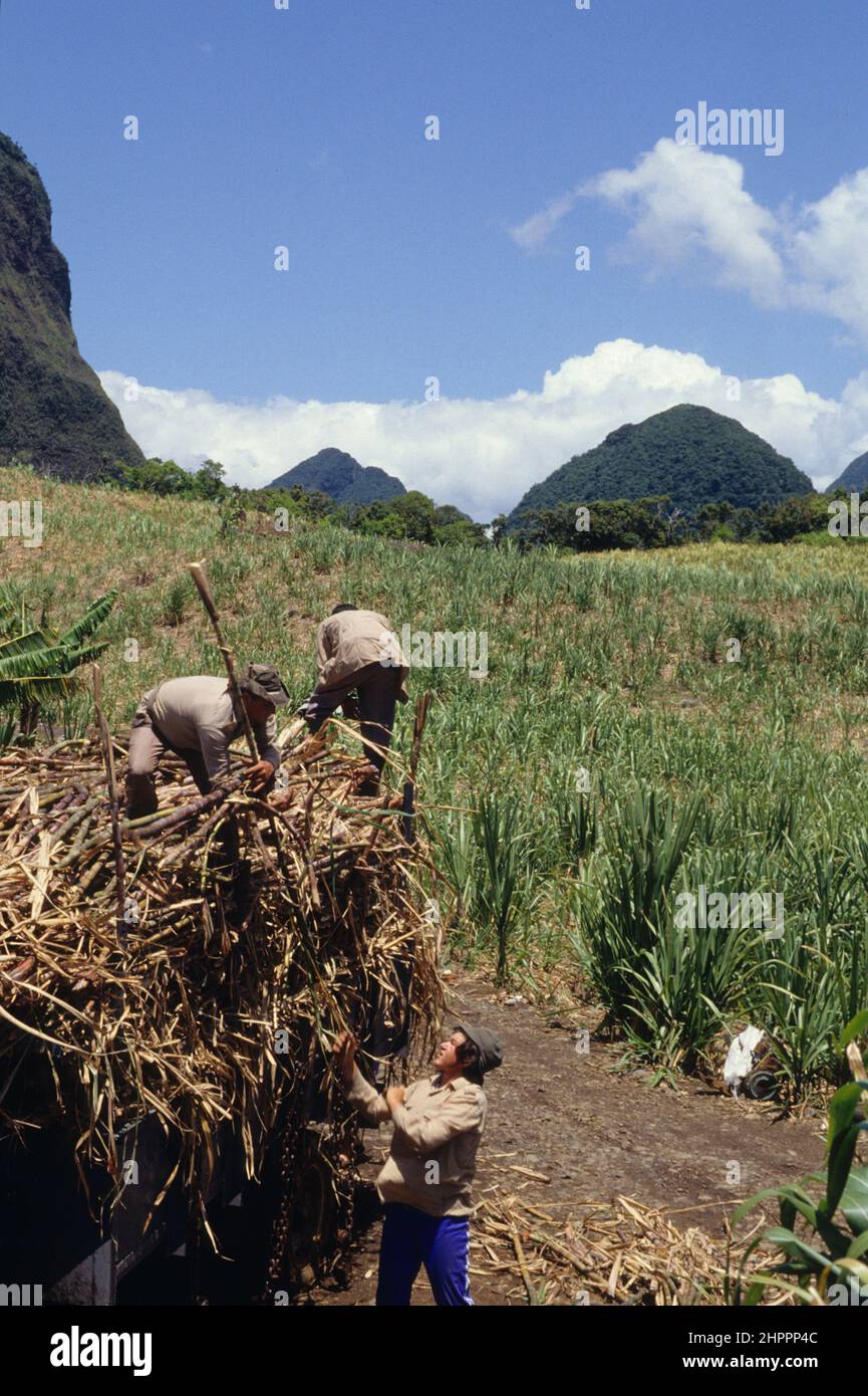 Coupeurs CANNE DE PLANTATION A SUCRE petits blancs des hauts Banque D'Images