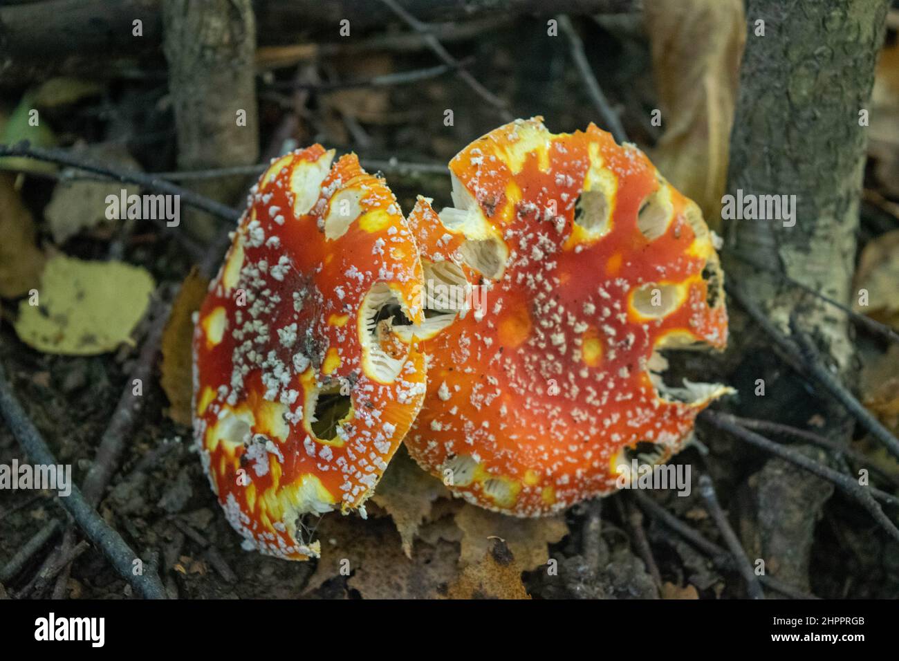 Un champignon toxique et hallucinogène Fly agaric dans l'herbe contre