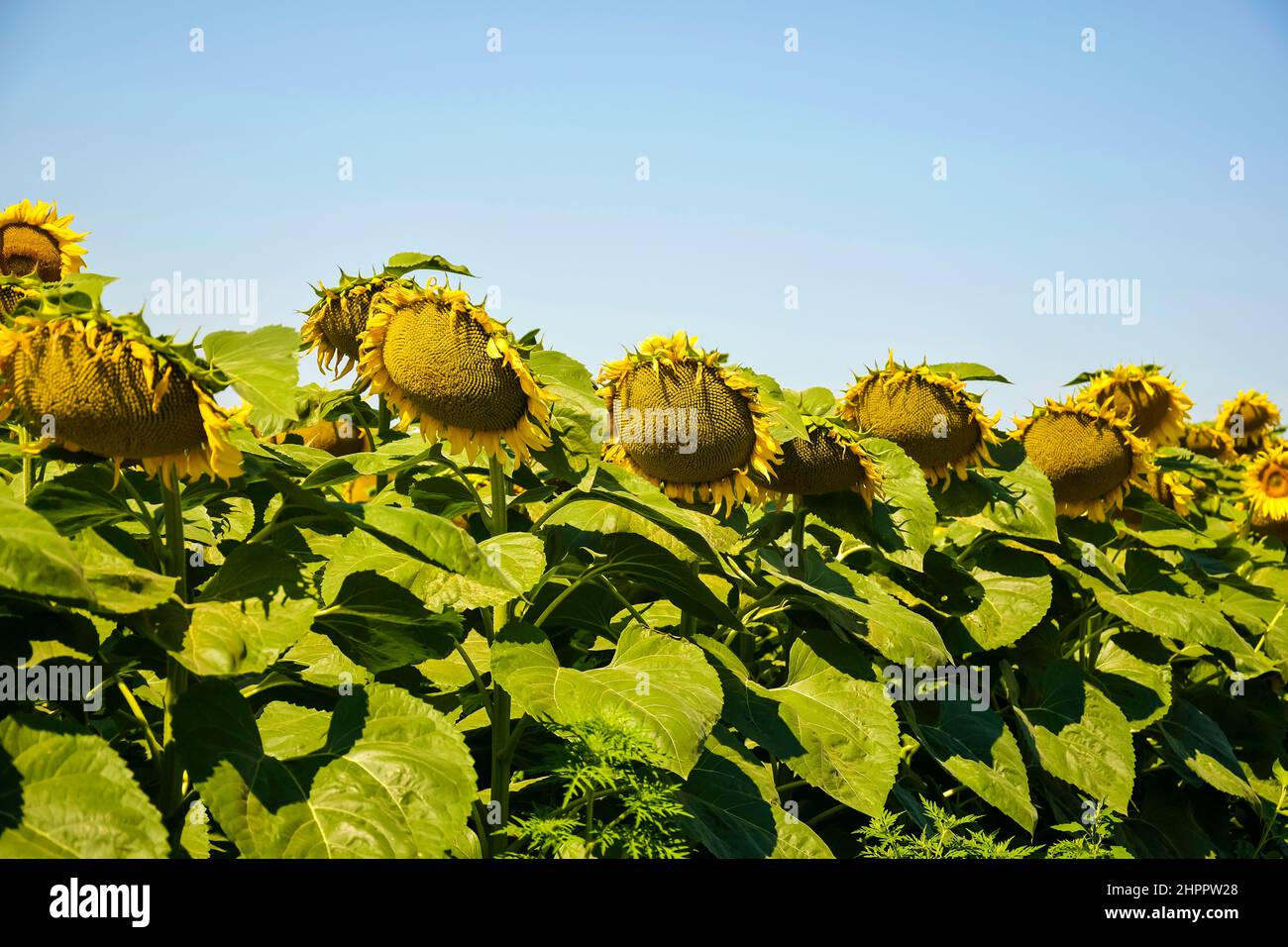 Tournesol non mûr sur fond de ciel bleu clair. Les têtes sont disposées en rangées. Culture de beurre agricole. Photo horizontale. Copier Banque D'Images