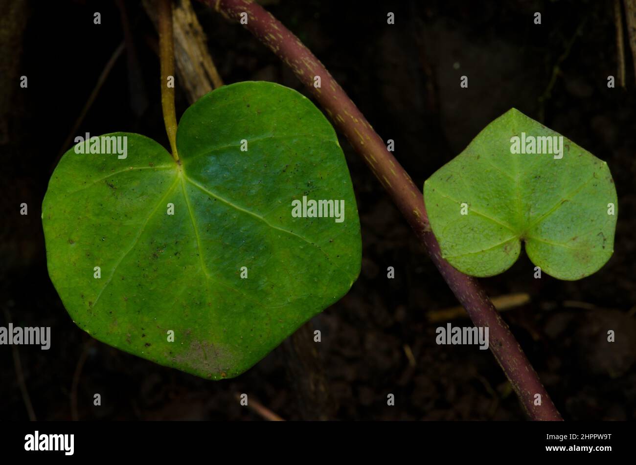 Feuilles et tiges de lierre canarienne Hedera canariensis. Cubo de la Galga. Puntallana. La Palma. Îles Canaries. Espagne. Banque D'Images